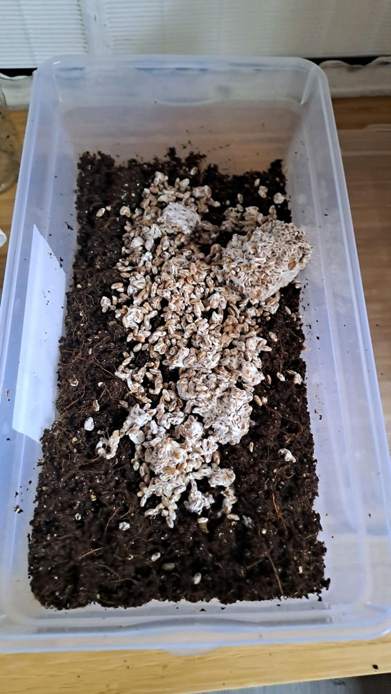 Pilz update Nr 5