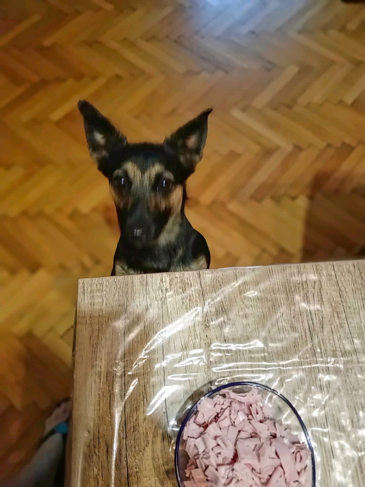 🐕