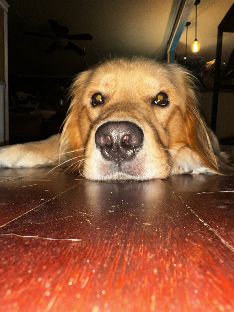 Sleepy moose pics