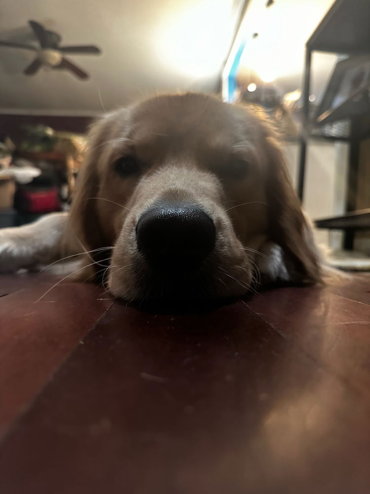 Sleepy moose pics