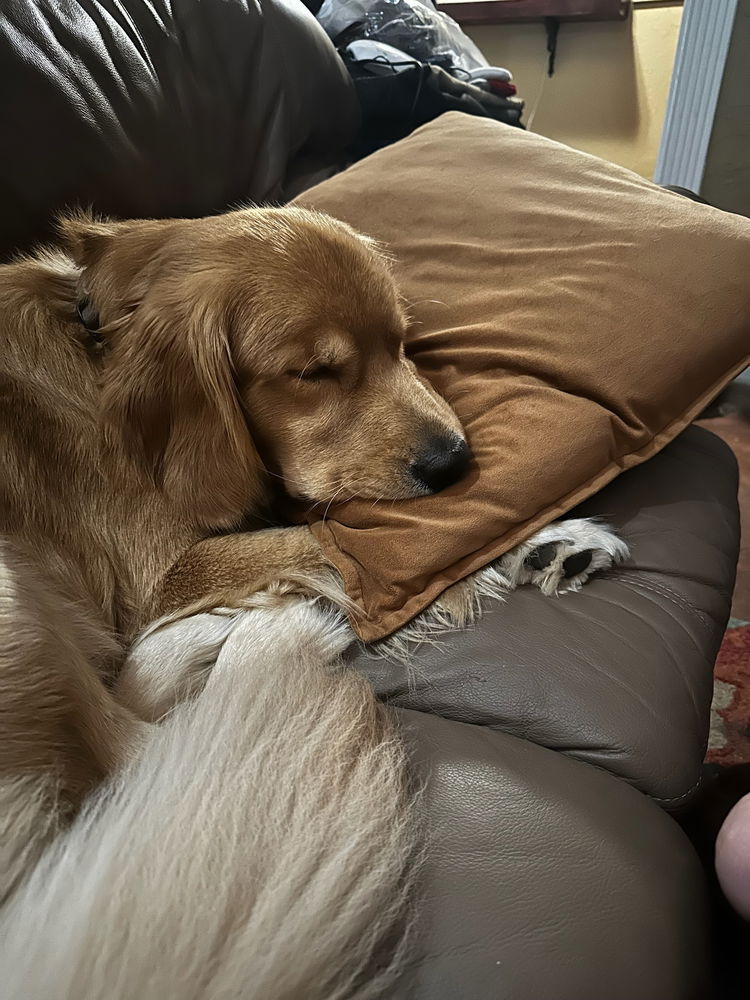 Sleepy moose pics
