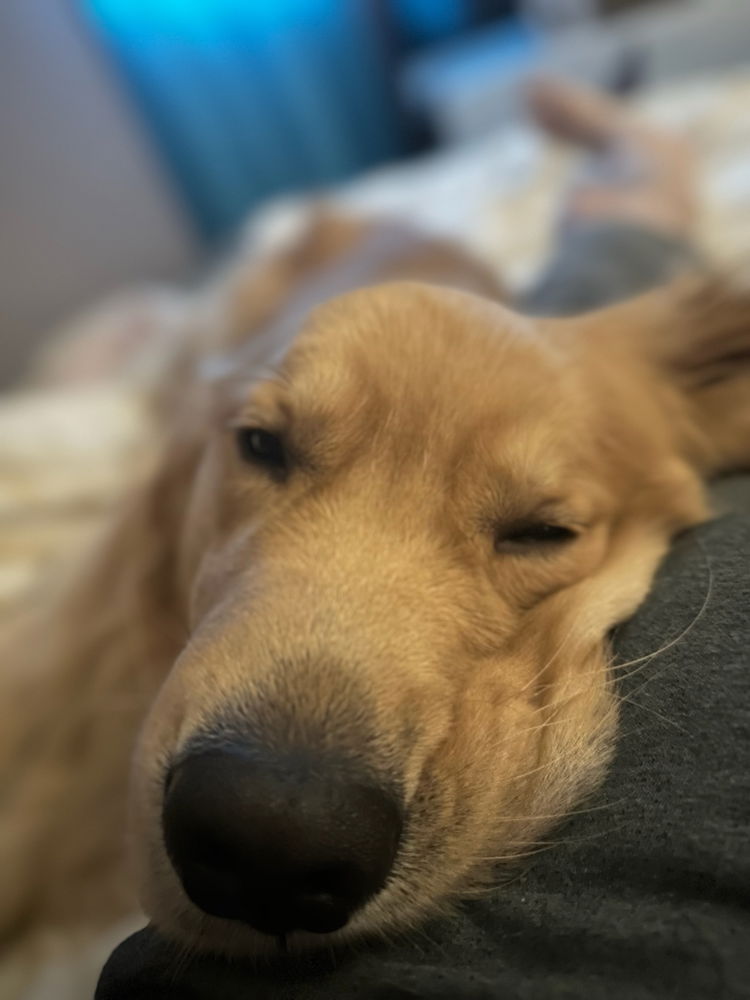 Sleepy moose pics