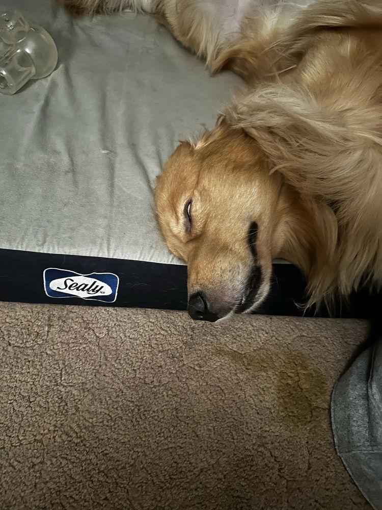 Sleepy moose pics