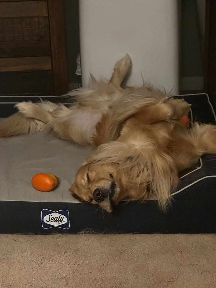 Sleepy moose pics