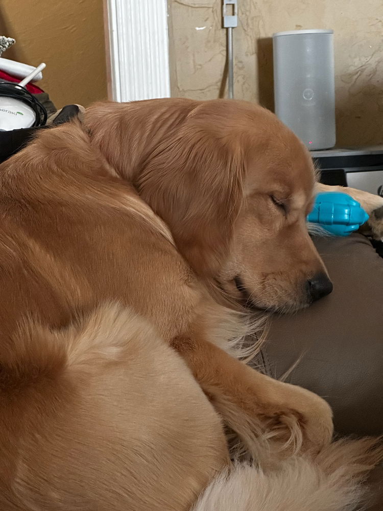 Sleepy moose pics