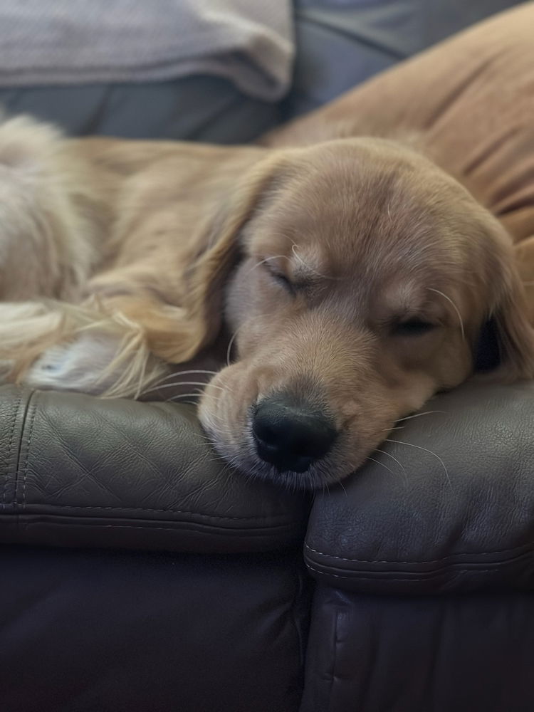 Sleepy moose pics