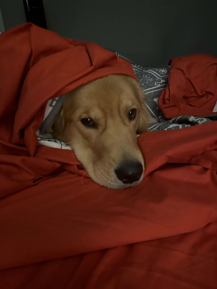 Sleepy moose pics