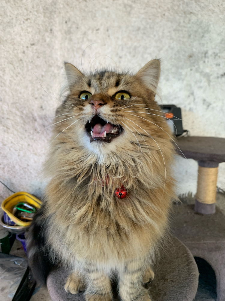 miau