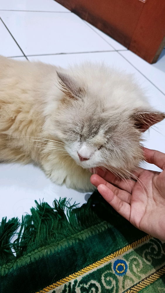 Ragdoll Cat