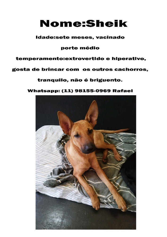 Adote um doginho