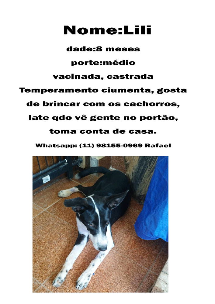 Adote um doginho
