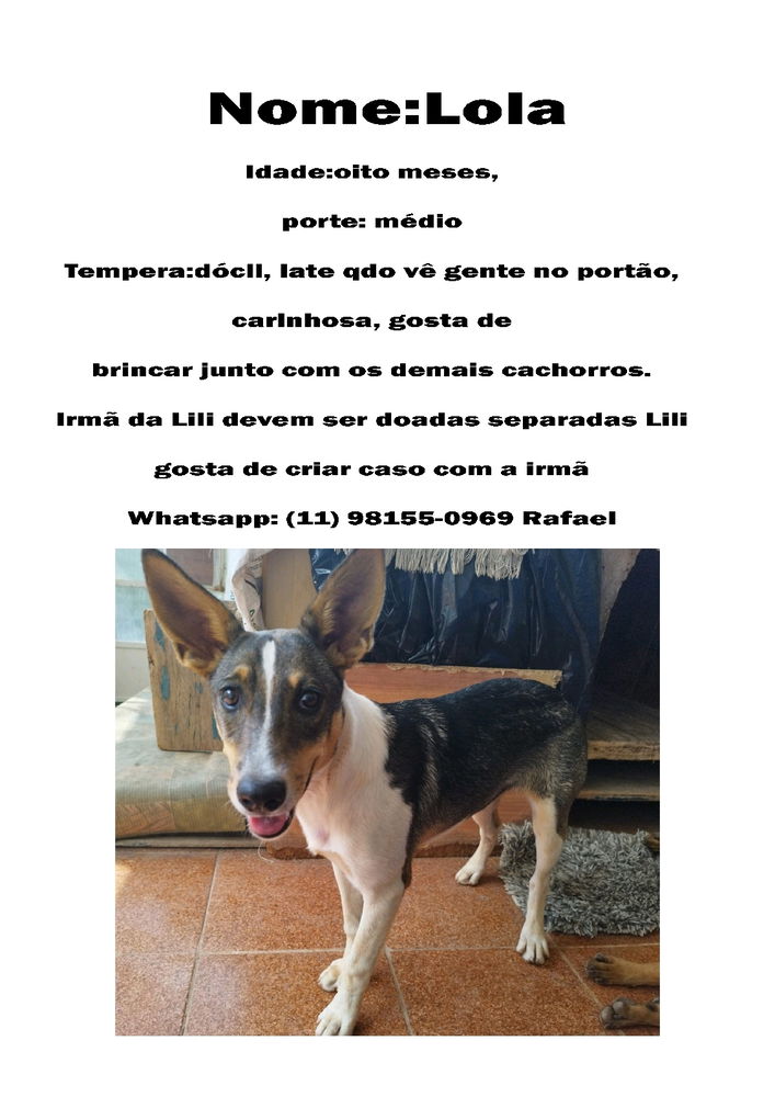 Adote um doginho