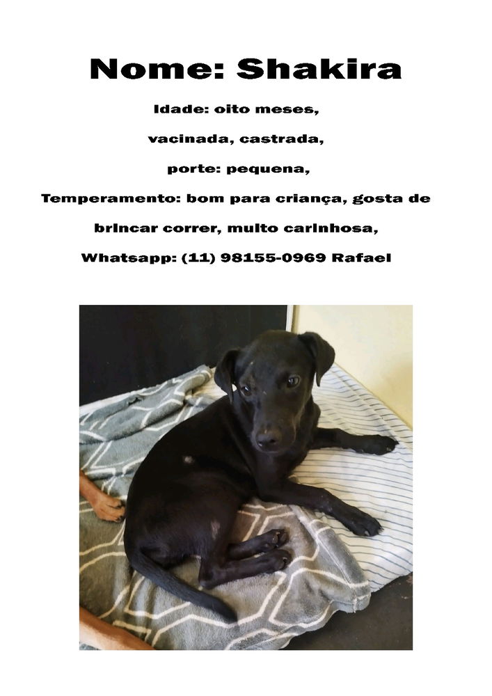 Adote um doginho