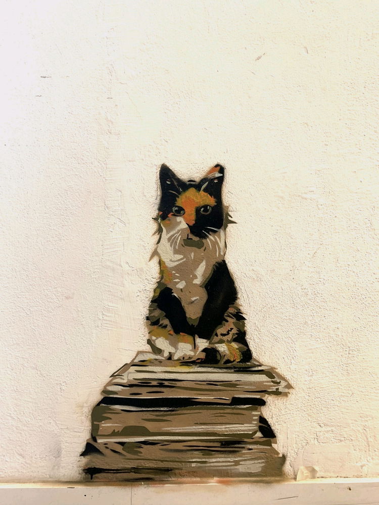 Kot