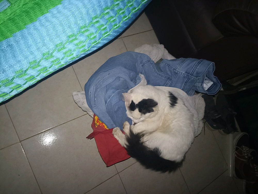 Conchudo