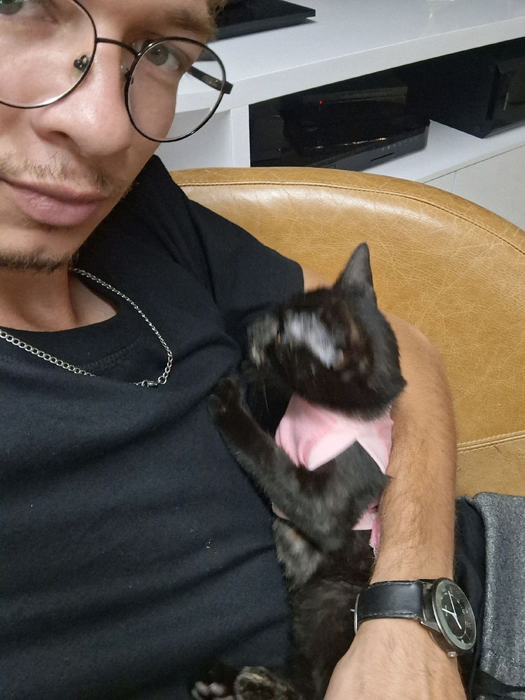 The cat