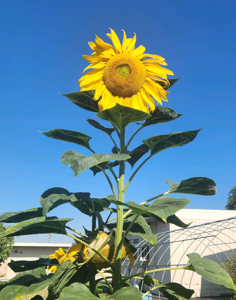 Sunflowers 🌻