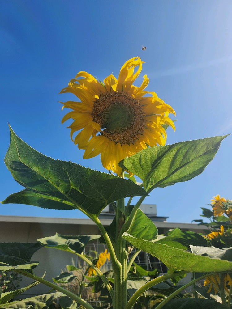 Sunflowers 🌻