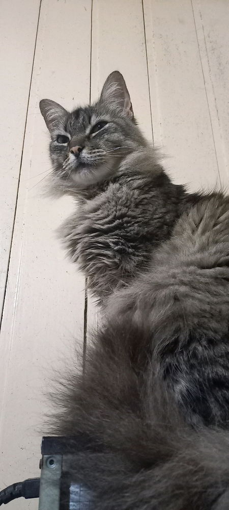 Pandora