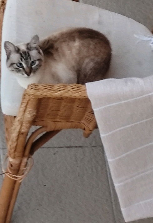 Censuredì 🙀😹😹