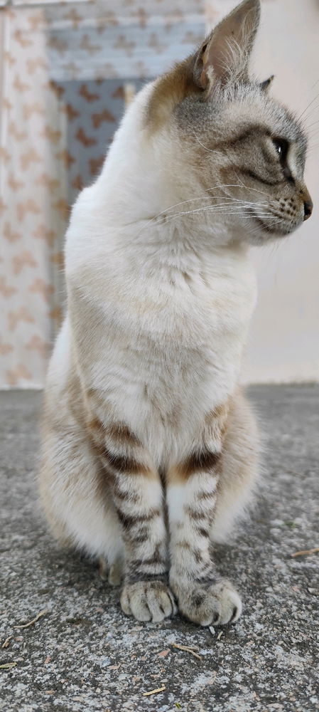 Censuredì 🙀😹😹