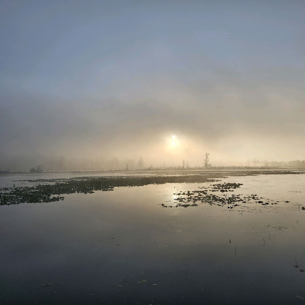 Fog and Osprey