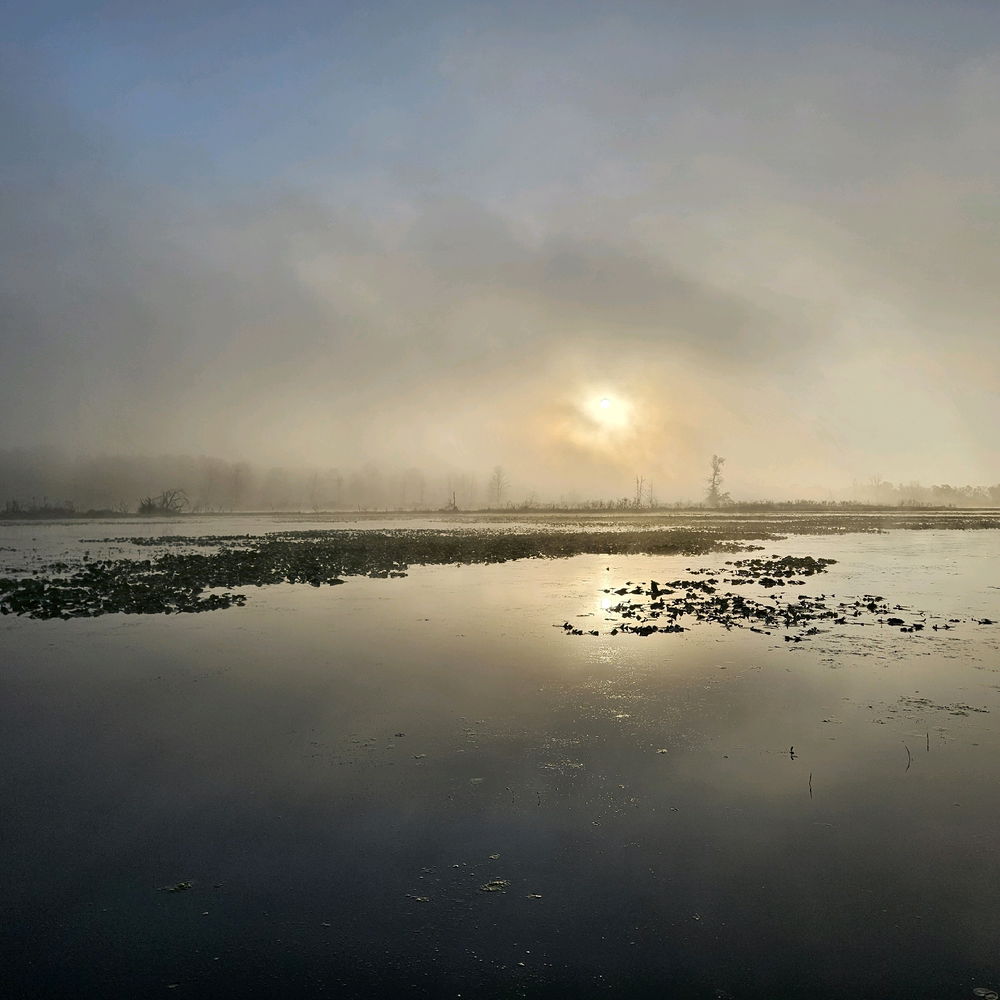 Fog and Osprey