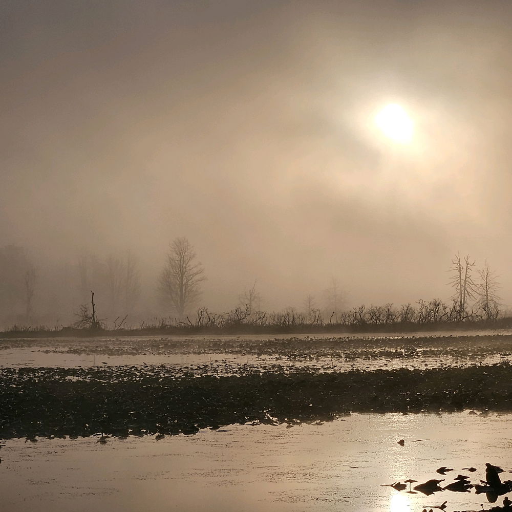 Fog and Osprey