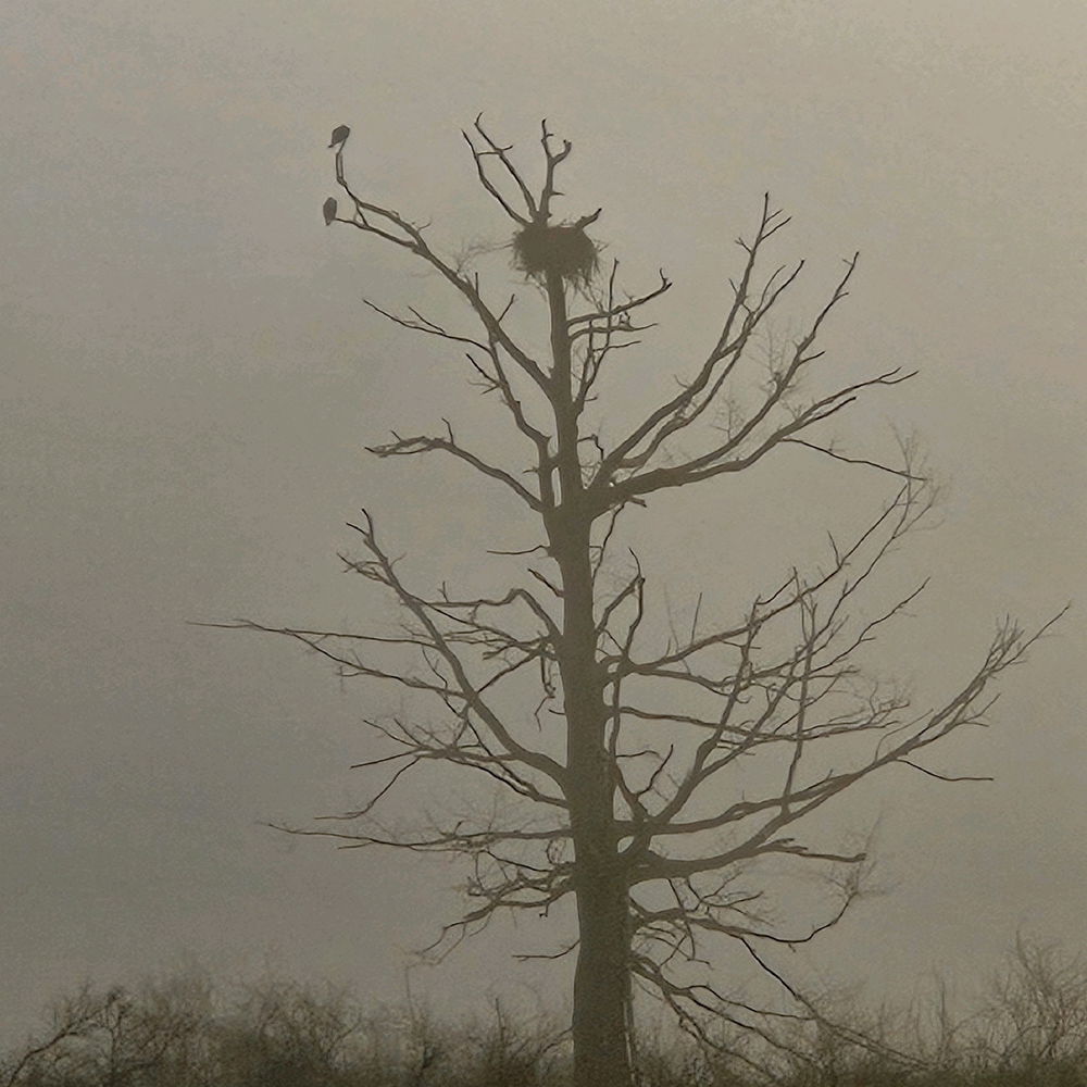 Fog and Osprey