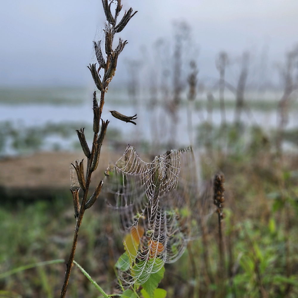 Fog and Osprey