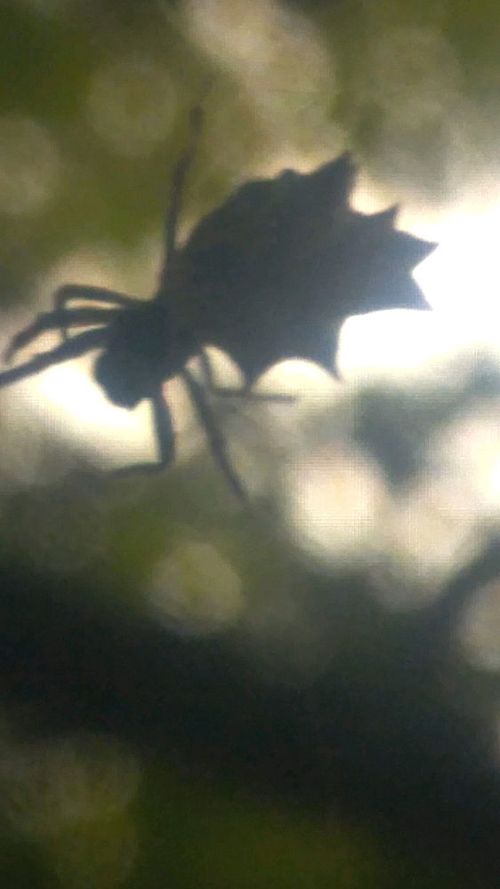 Spiny backed orb weavers
