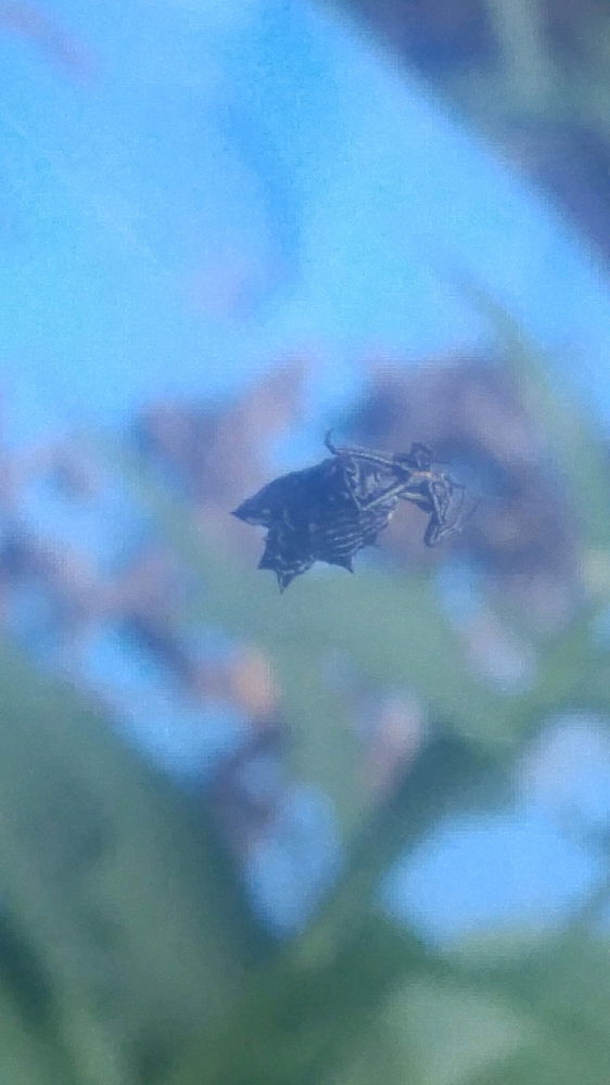 Spiny backed orb weavers