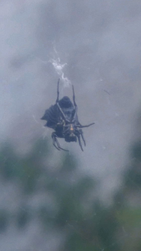 Spiny backed orb weavers
