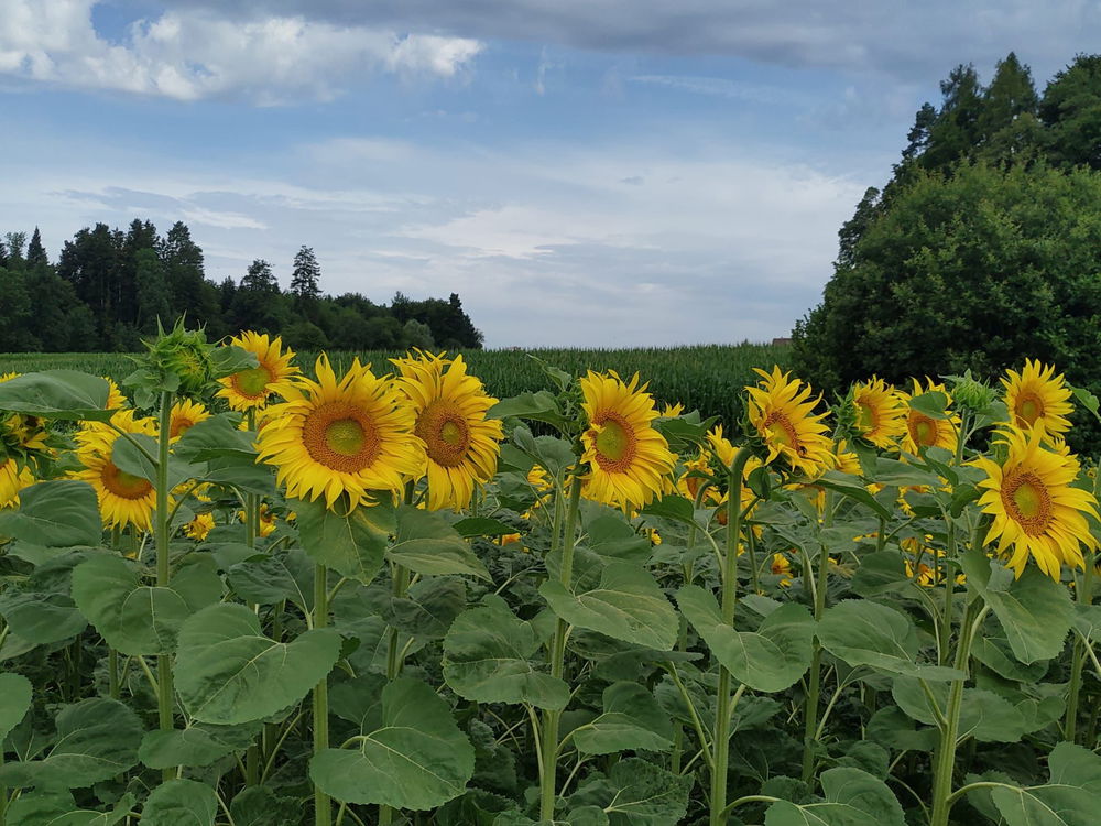 🌻💛☀️