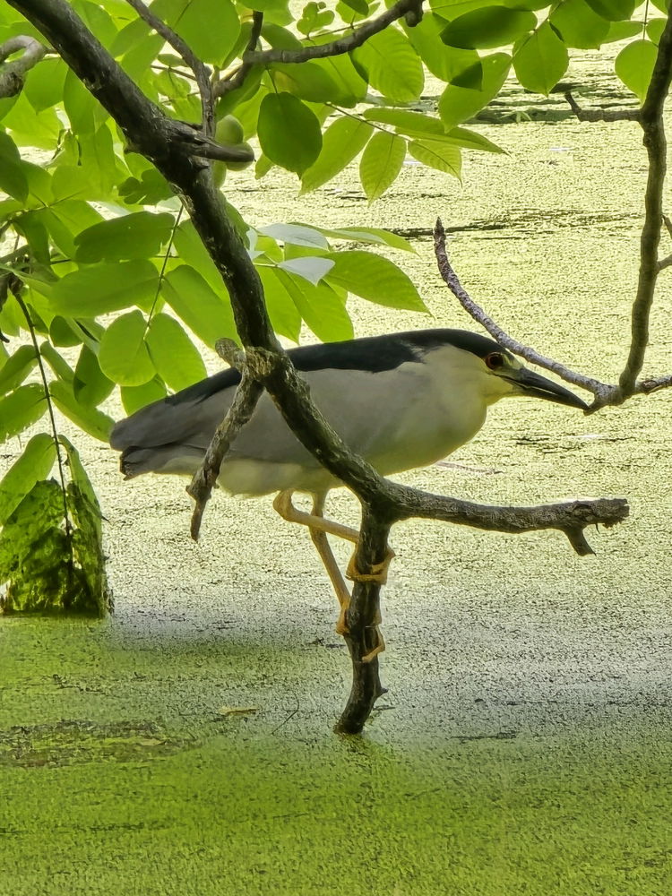 Black crowned night Heron