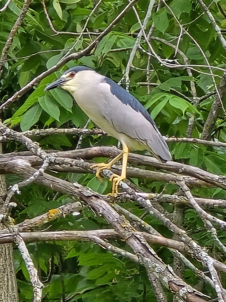 Black crowned night Heron