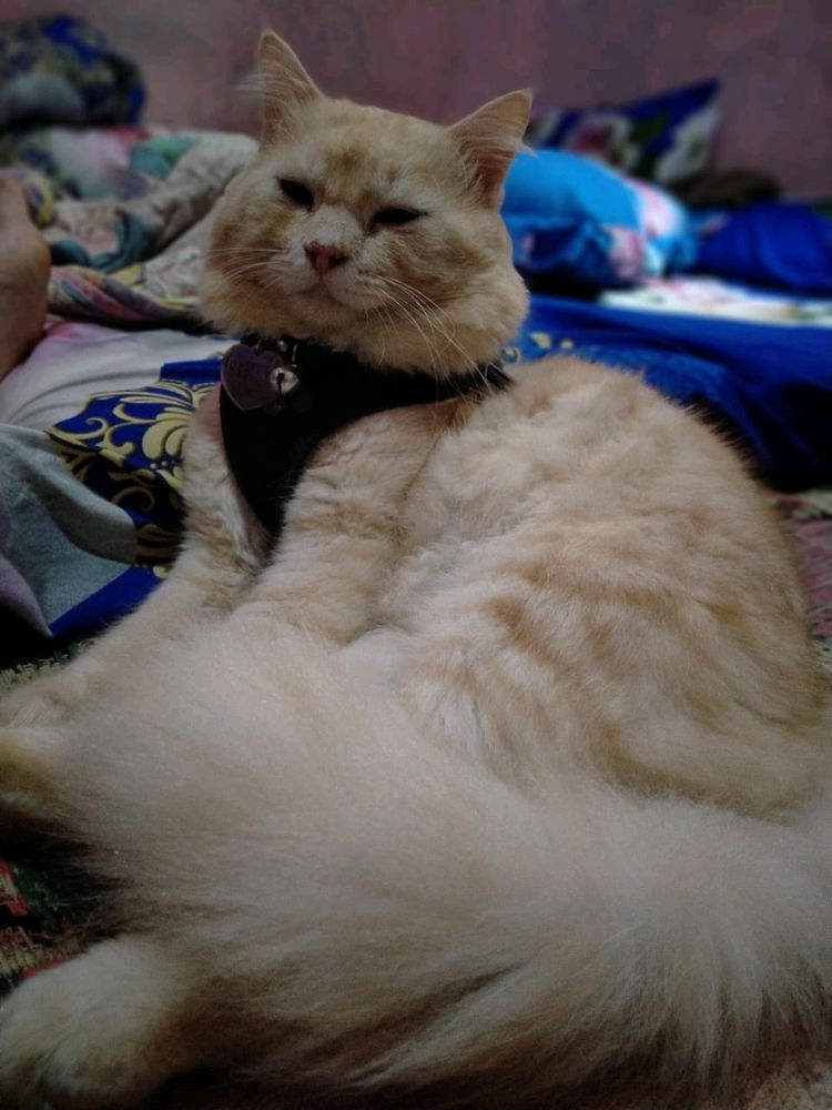 My cat fights with the neighbor's cat every day. Haha