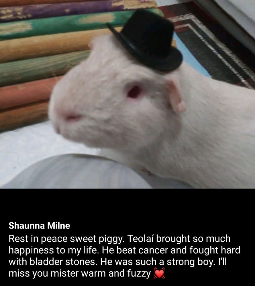 Teolaí the potato guinea pig