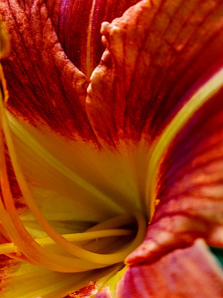 🏵️