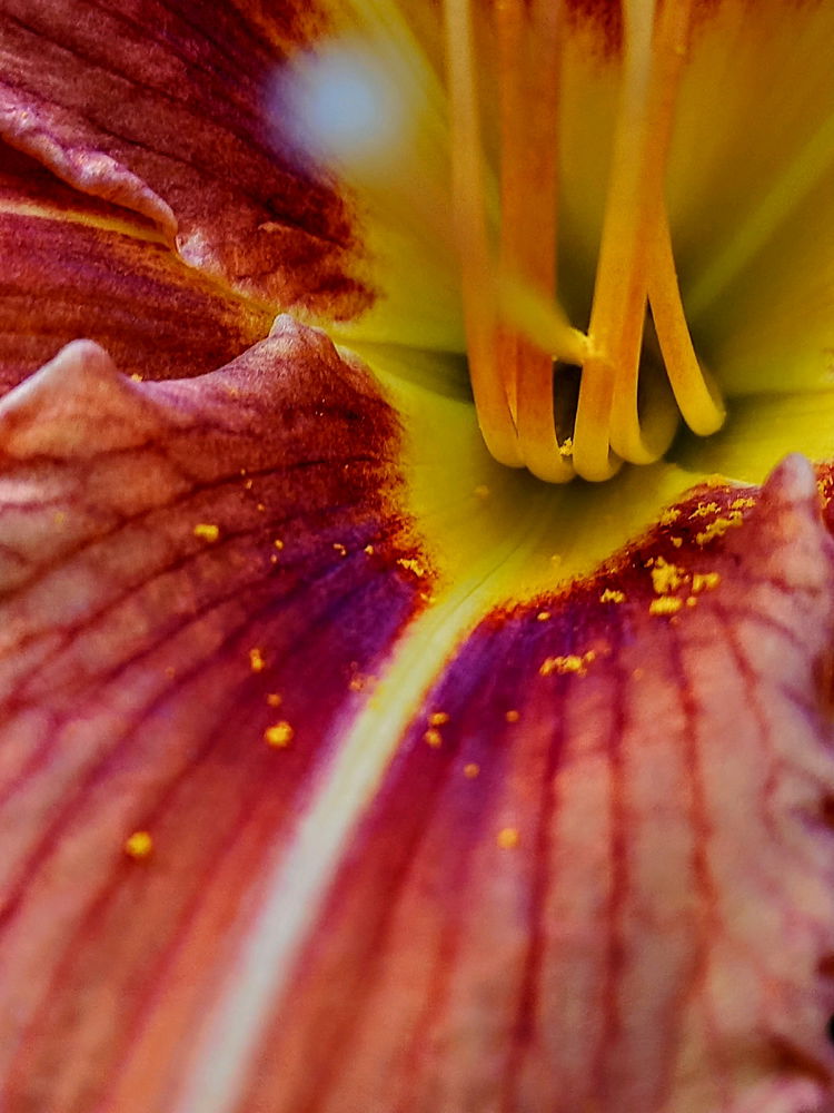 🏵️