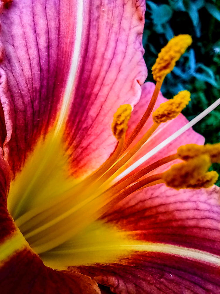 🏵️