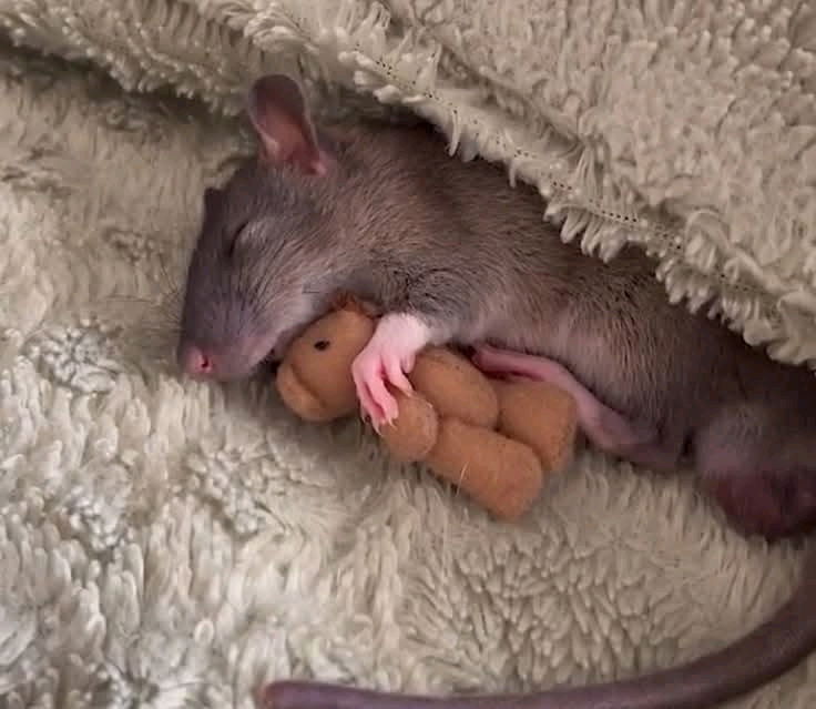 Cute rat