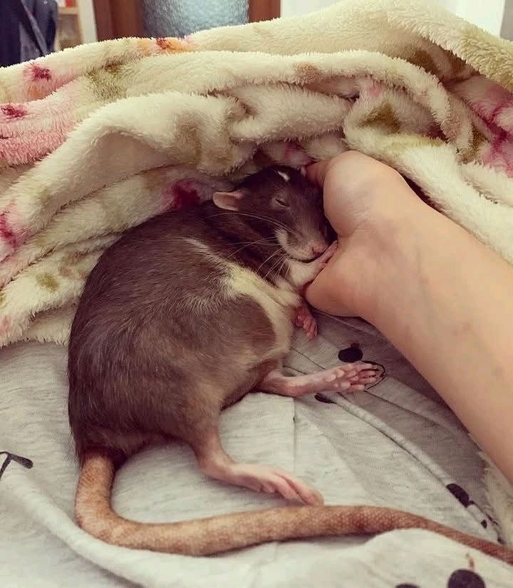 Cute rat