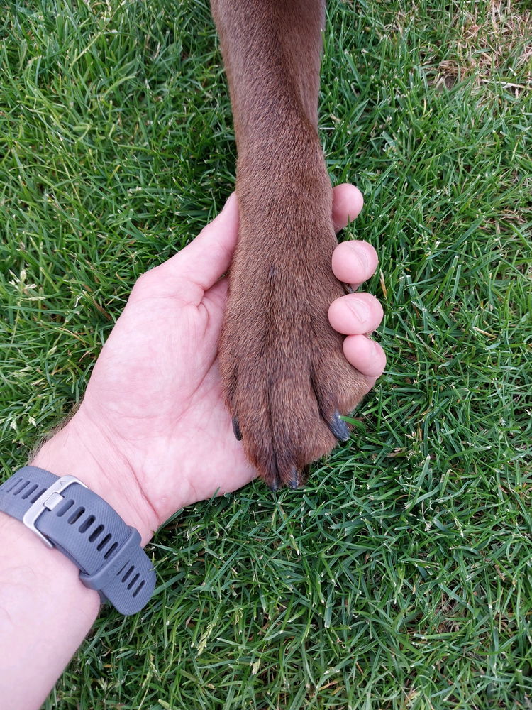 ❤️🐶