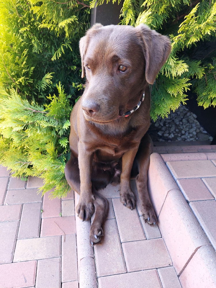 ❤️🐶