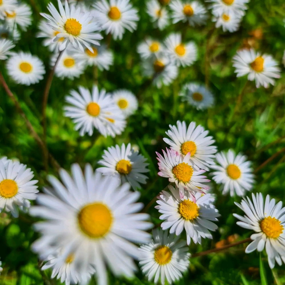 Daisy's