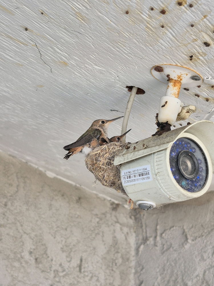Hummingbird nest
