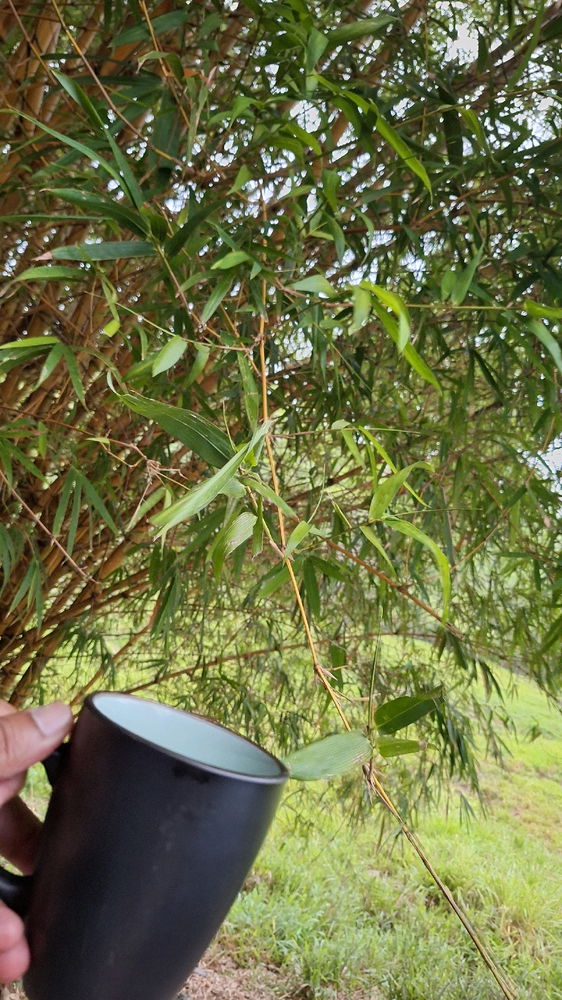 Single in jungle