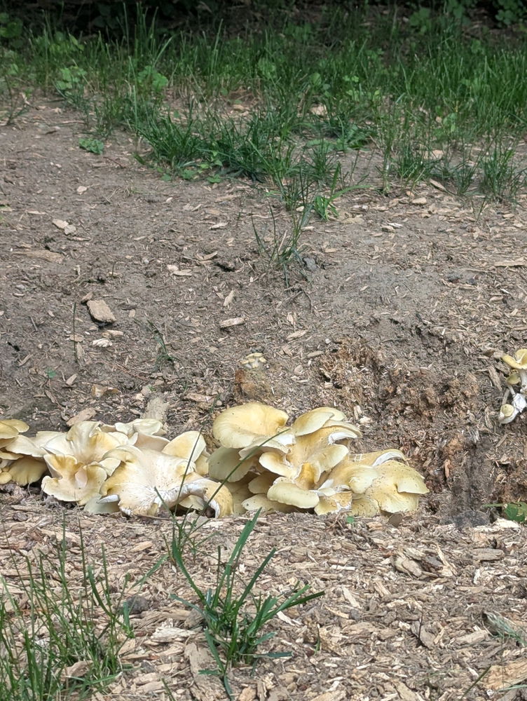 Fungi!