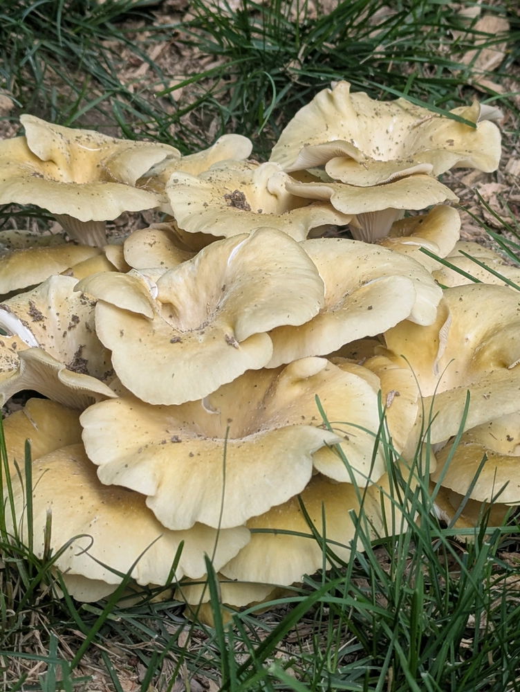 Fungi!